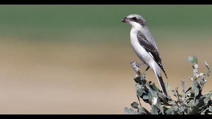 Lesser Grey Shrike