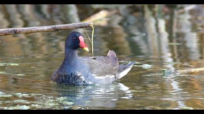 Common Moorhen