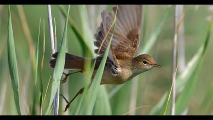 Eurasian Reed Warbler