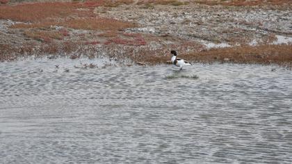 Common Shelduck
