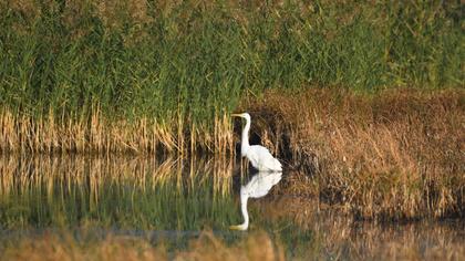 Great Egret
