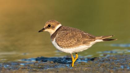 Little Ringed Plover