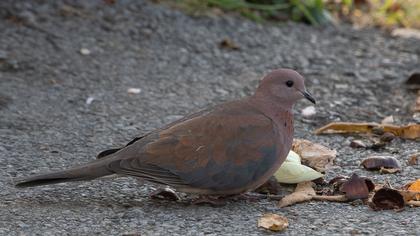 Laughing Dove
