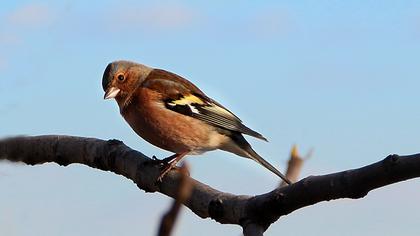 Common Chaffinch