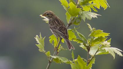 Corn Bunting