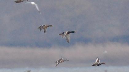 Red-crested Pochard