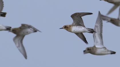 Pacific Golden Plover