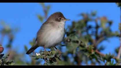 Common Whitethroat