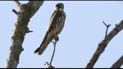 Eurasian Hobby