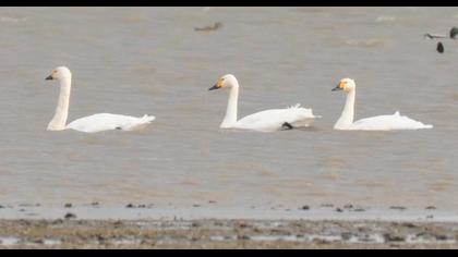 Tundra Swan