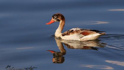 Common Shelduck