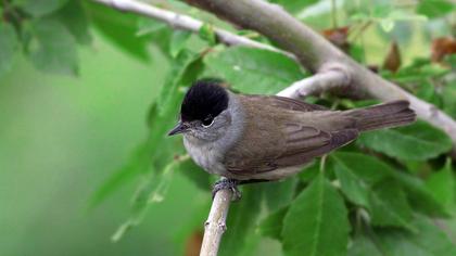 Eurasian Blackcap