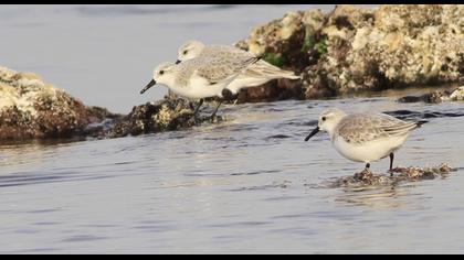 Sanderling
