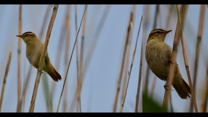 Sedge Warbler