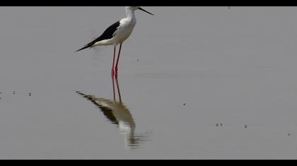 Black-winged Stilt