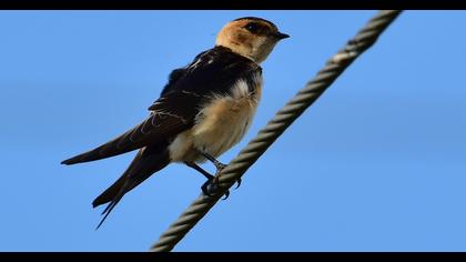 Red-rumped Swallow