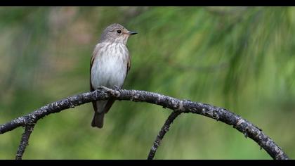 Spotted Flycatcher