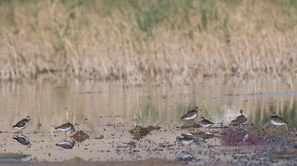 Orman düdükçünü