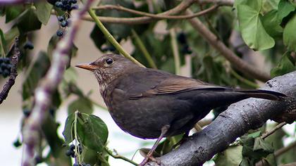 Common Blackbird