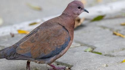 Laughing Dove