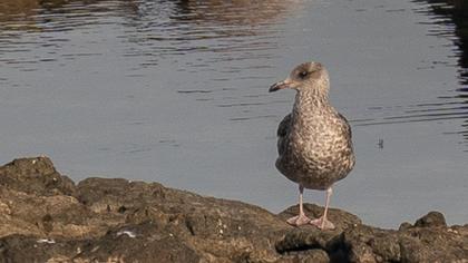 European Herring Gull