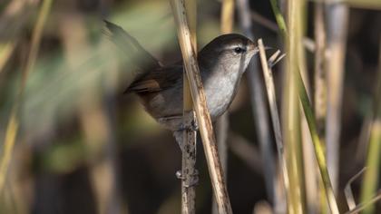 Cetti`s Warbler
