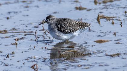 Wood Sandpiper