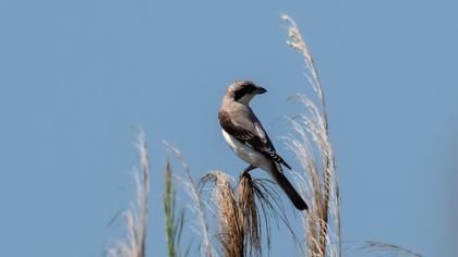 Lesser Grey Shrike