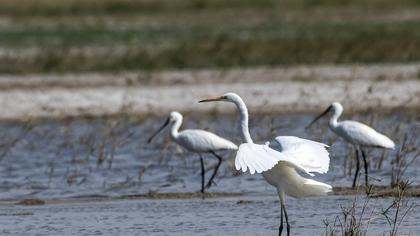 Great Egret