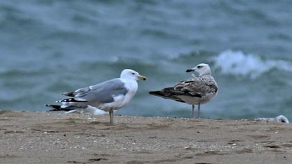 Caspian Gull