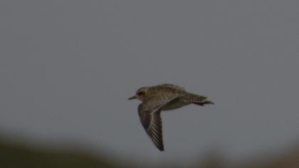 Pacific Golden Plover