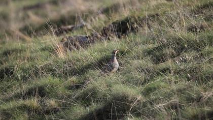 Chukar Partridge