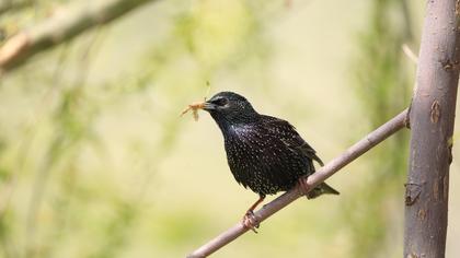 Common Starling