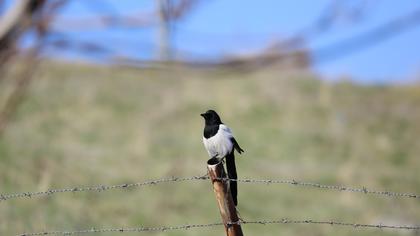 Eurasian Magpie