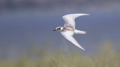 Whiskered Tern