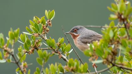 Subalpine Warbler