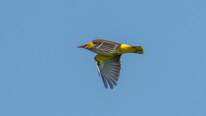 Eurasian Golden Oriole
