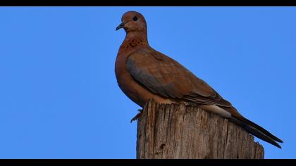 Laughing Dove