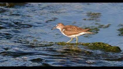 Common Sandpiper