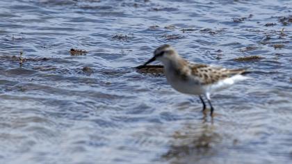 Little Stint