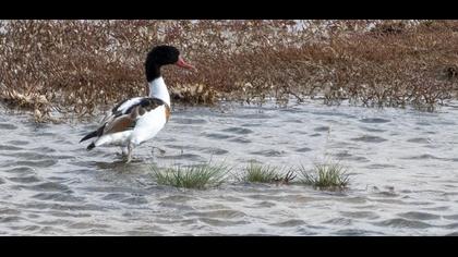 Common Shelduck