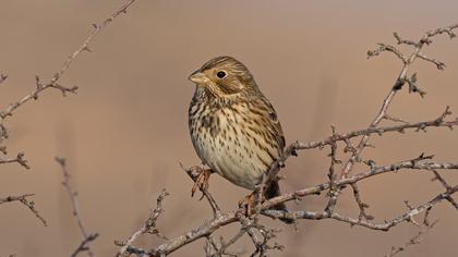 Corn Bunting