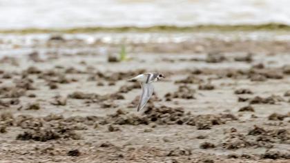 Common Ringed Plover