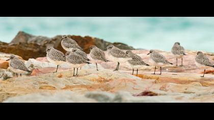 Grey Plover