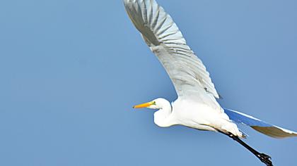 Great Egret