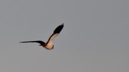Northern Lapwing