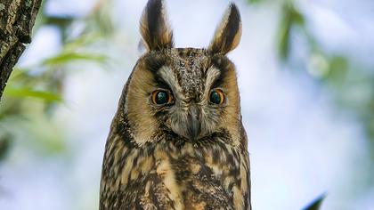Long-eared Owl