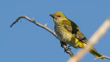 Eurasian Golden Oriole