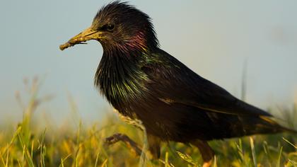 Common Starling