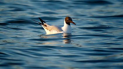 Black-headed Gull
